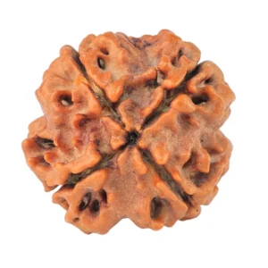 4 Mukhi Rudraksha 20mm 3gm - Rudraksha back