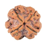 4 Mukhi Rudraksha 18.1mm 2.65gm - Rudraksha back
