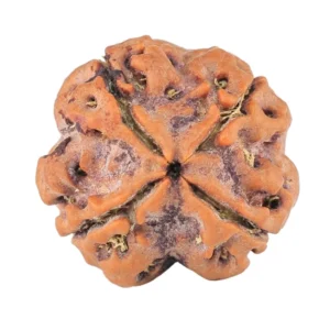 4 Mukhi Rudraksha 18.1mm 2.65gm - Rudraksha back