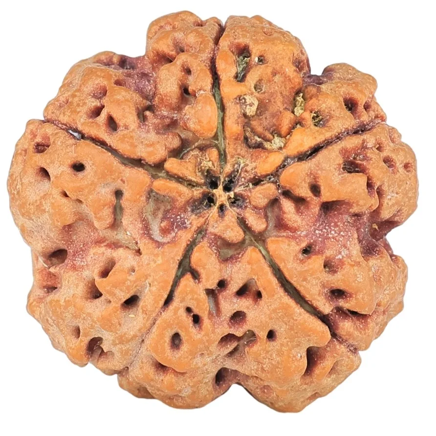5 Mukhi Rudraksha 25mm 5.94gm - Rudraksha back