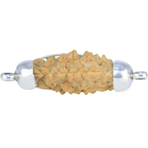 1 Mukhi Rudraksha 48.2mm 6.62gm - Rudraksha back
