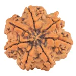 7 Mukhi Rudraksha 27.6mm 5.64gm - Rudraksha back