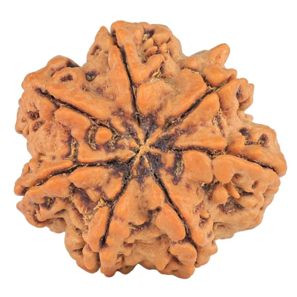 7 Mukhi Rudraksha 27.6mm 5.64gm - Rudraksha back