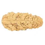 1 Mukhi Rudraksha 36.5mm 4.55gm - Rudraksha back
