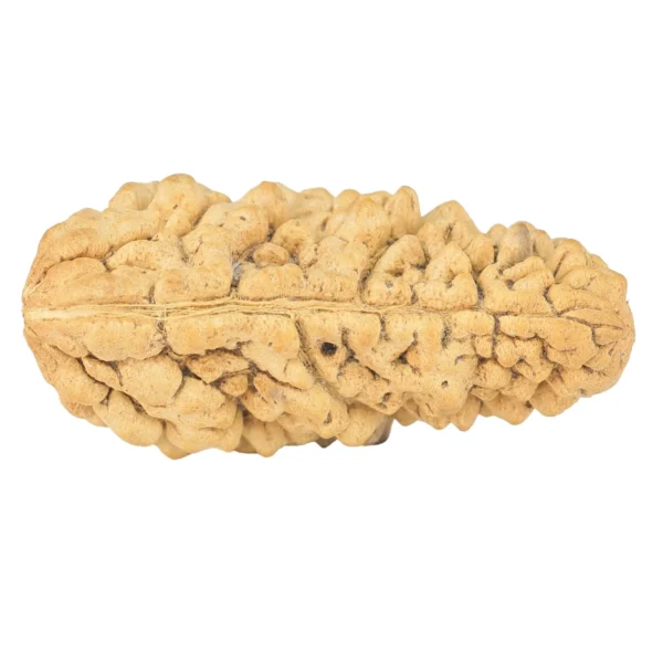 1 Mukhi Rudraksha 36.5mm 4.55gm - Rudraksha back