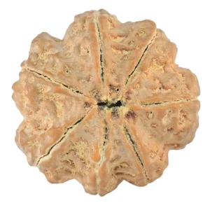 7 Mukhi Rudraksha 27.6mm 7.68gm - Rudraksha back