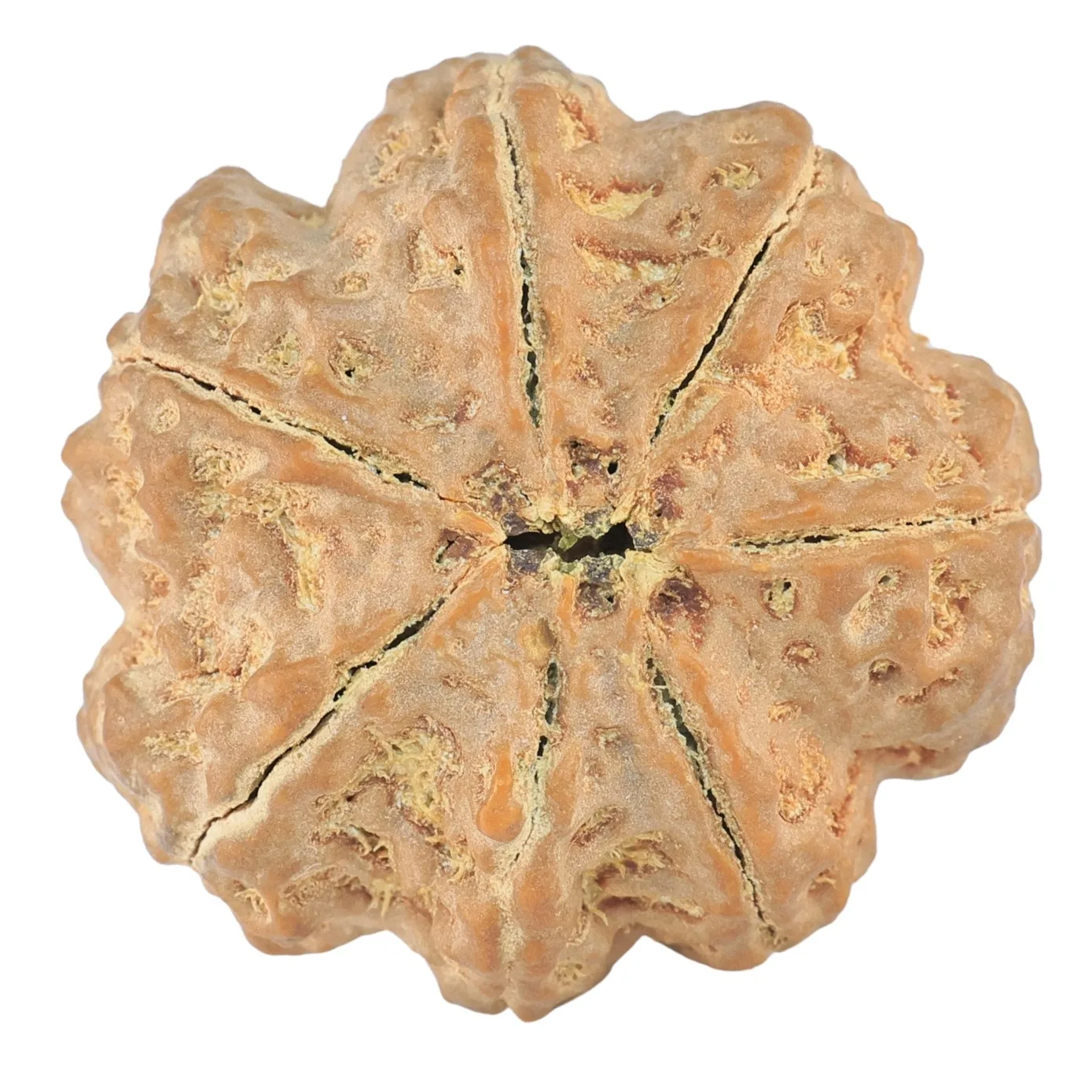 7 Mukhi Rudraksha 27.6mm 7.68gm - Rudraksha back