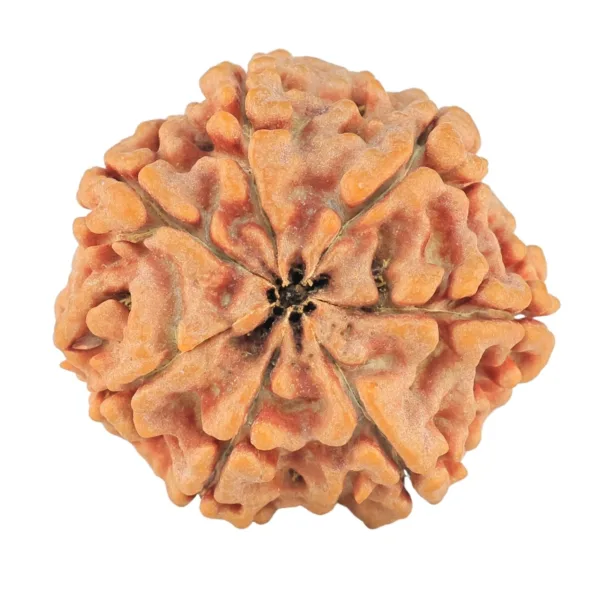 7 Mukhi Rudraksha 26.3mm 5.57gm - Rudraksha back
