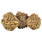 18 Mukhi Trijuti 40.4mm 5.81gm - Origin: Nepal - Rudraksha back