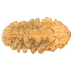1 Mukhi Rudraksha 37.8mm 6.53gm - Rudraksha back