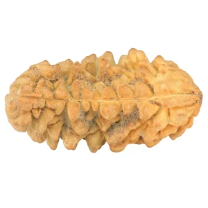 1 Mukhi Rudraksha 37.8mm 6.53gm - Rudraksha back