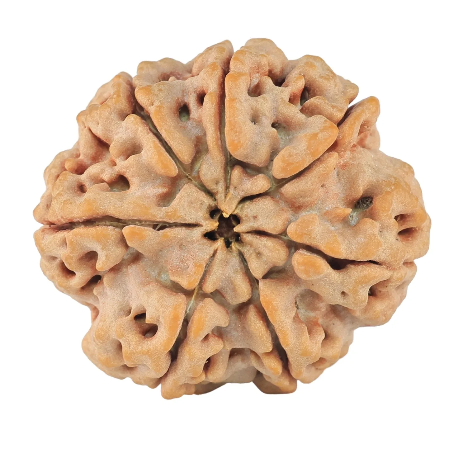 7 Mukhi Rudraksha 27.8mm 6.33gm - Rudraksha back