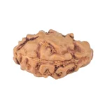 1 Mukhi Rudraksha 15mm 0.52gm - Rudraksha back