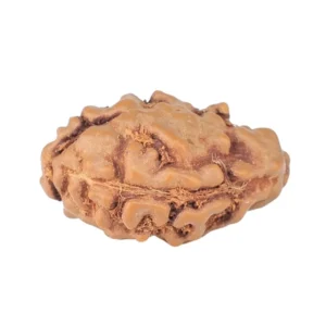 1 Mukhi Rudraksha 15mm 0.52gm - Rudraksha back