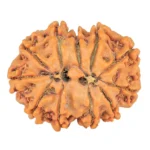 11 Mukhi Rudraksha 26.6mm 4.4gm - Rudraksha back