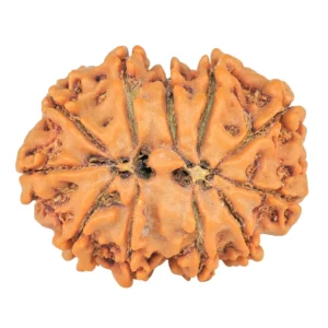 11 Mukhi Rudraksha 26.6mm 4.4gm - Rudraksha back