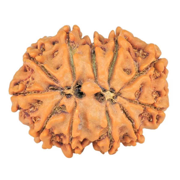 11 Mukhi Rudraksha 26.6mm 4.4gm - Rudraksha back