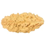 1 Mukhi Rudraksha 34.1mm 4.47gm - Rudraksha back