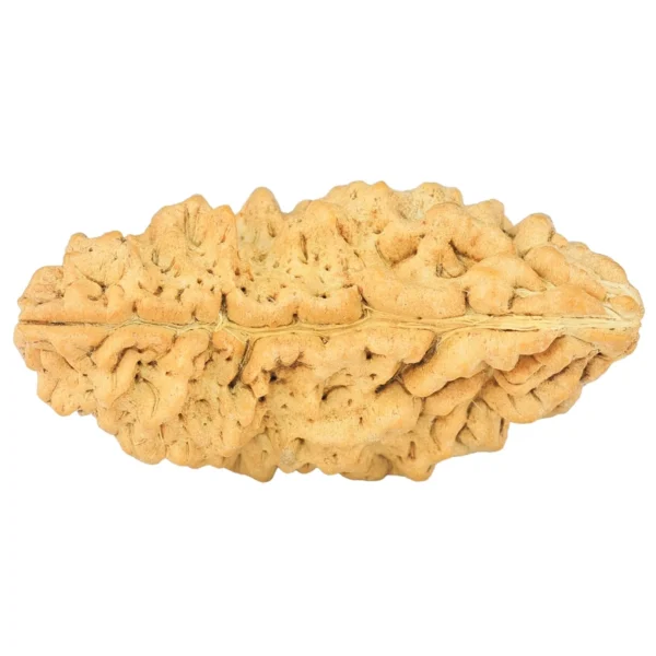 1 Mukhi Rudraksha 34.1mm 4.47gm - Rudraksha back