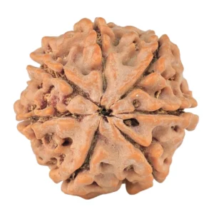 7 Mukhi Rudraksha 22.3mm 4.26gm - Rudraksha back