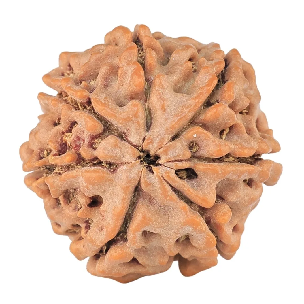 7 Mukhi Rudraksha 22.3mm 4.26gm - Rudraksha back