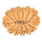 13 Mukhi Rudraksha 28mm 4.23gm - Rudraksha back