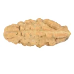 1 Mukhi Rudraksha 37.3mm 5.6gm - Rudraksha back