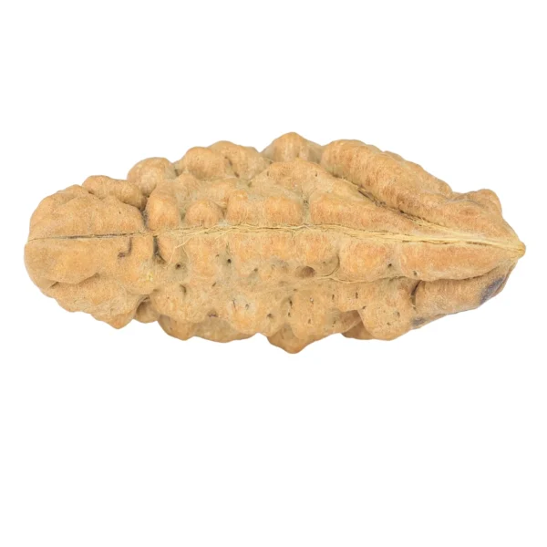 1 Mukhi Rudraksha 37.3mm 5.6gm - Rudraksha back
