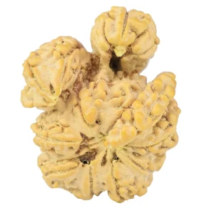 13 Mukhi Trijuti + Ganesh 31.2mm 6gm - Rudraksha back