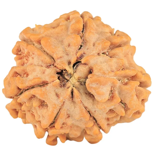 7 Mukhi Rudraksha 27mm 7.63gm - Rudraksha back