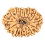 14 Mukhi Rudraksha 30.4mm 3.71gm - Rudraksha back