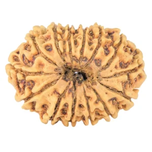 14 Mukhi Rudraksha 30.4mm 3.71gm - Rudraksha back