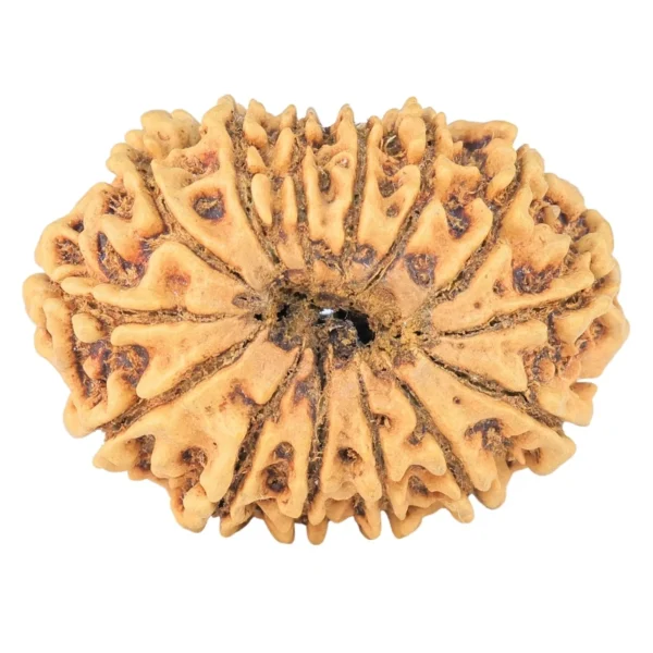 14 Mukhi Rudraksha 30.4mm 3.71gm - Rudraksha back