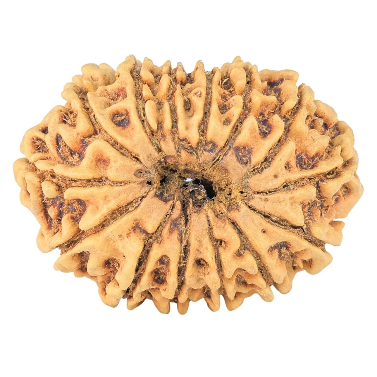 14 Mukhi Rudraksha 30.4mm 3.71gm - Rudraksha back