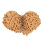 10 Mk Gaurishankar 43.8mm 11gm - Rudraksha back