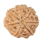 7 Mukhi Rudraksha 27mm 6.92gm - Rudraksha back