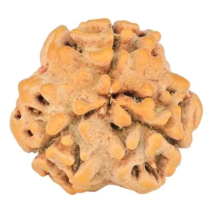 3 Mukhi Rudraksha 19.4mm 1.84gm - Rudraksha back