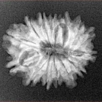 14 Mukhi Rudraksha 23mm 2.74gm - Rudraksha back