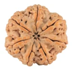 7 Mukhi Rudraksha 28.2mm 6.89gm - Rudraksha back