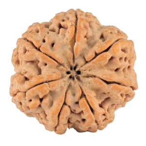 7 Mukhi Rudraksha 28.2mm 6.89gm - Rudraksha back