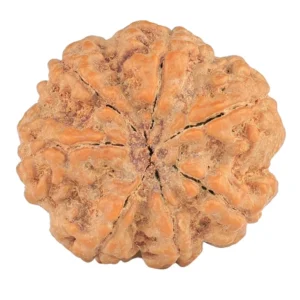 7 Mukhi Rudraksha 28.5mm 7.74gm - Rudraksha back