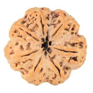 7 Mukhi Rudraksha 28.5mm 6.75gm - Rudraksha back