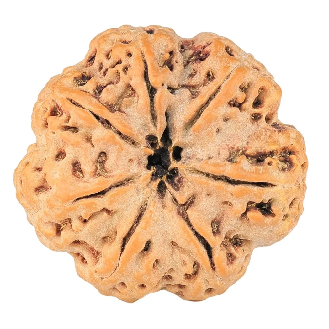 7 Mukhi Rudraksha 28.5mm 6.75gm - Rudraksha back