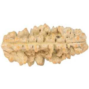 1 Mukhi Rudraksha 34.3mm 4.19gm - Rudraksha back