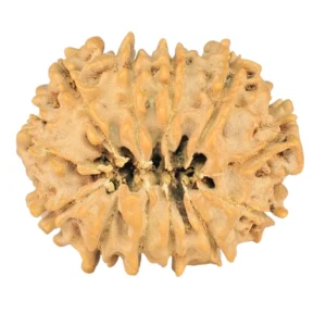 12 Mukhi Rudraksha 23.6mm 2.54gm - Rudraksha back