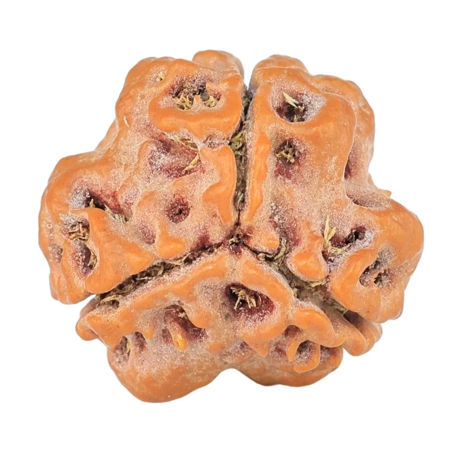 3 Mukhi Rudraksha 18.4mm 2.32gm - Rudraksha back