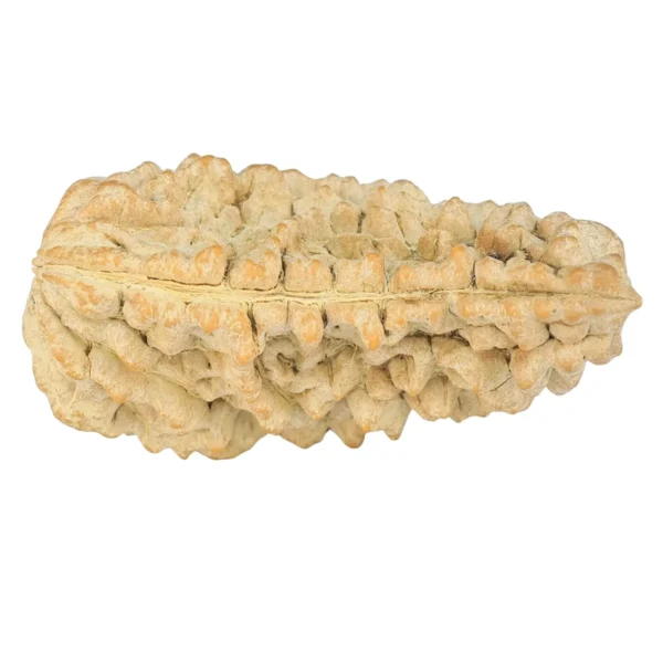 1 Mukhi Rudraksha 37.5mm 5.73gm - Rudraksha back