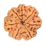 7 Mukhi Rudraksha 27mm 6.86gm - Rudraksha back