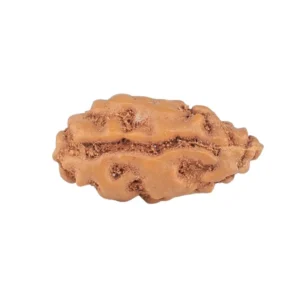 1 Mukhi Rudraksha 12.3mm 0.2gm - Rudraksha back