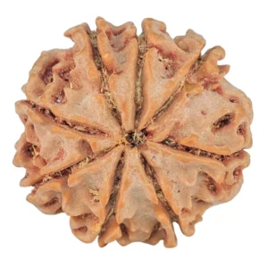 8 Mukhi Rudraksha 22.3mm 3.75gm - Rudraksha back